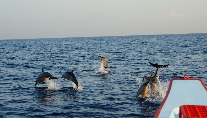 Sunrise Dolphin Tour